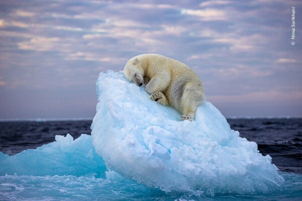  Talk about that Monday feeling...

This years winner of the Wildlife Photographer of the Year award is a Polar Bear asleep on an iceberg. 

A tenuous link we realise, but a great image nonetheless. 